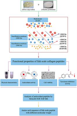 Physicochemical Properties and Biological Activities of Silver Carp Scale Peptide and Its Nanofiltration Fractions